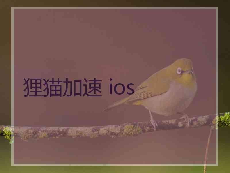 狸猫加速 ios